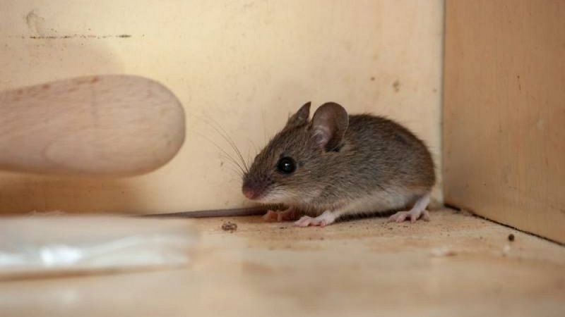 Đuổi chuột bằng bột ớt có hiệu quả cực cao
