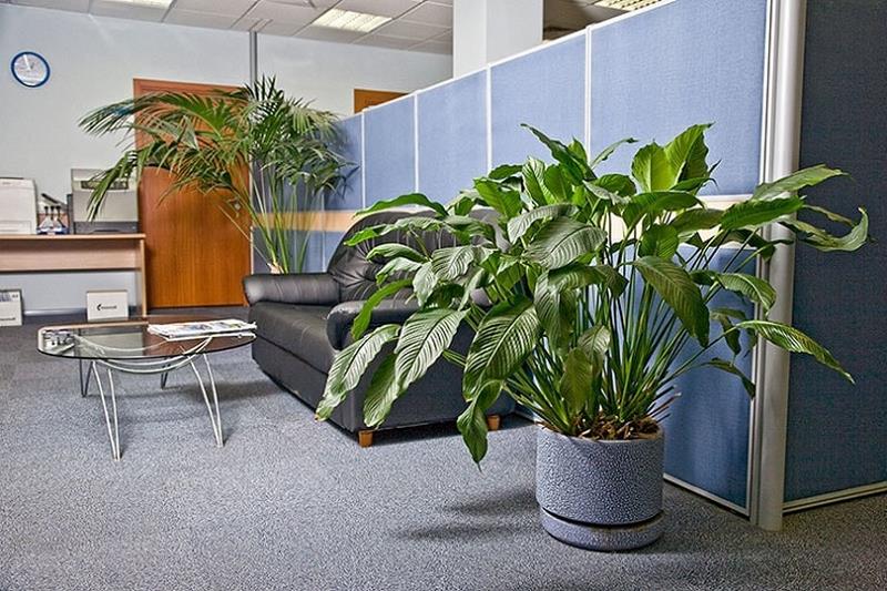 Trồng cây xanh có thể điều hòa không khí trong văn phòng thoáng mát